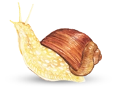 Snail