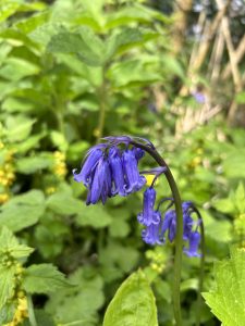 Bluebells