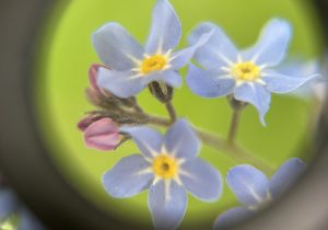 Forget-me-nots