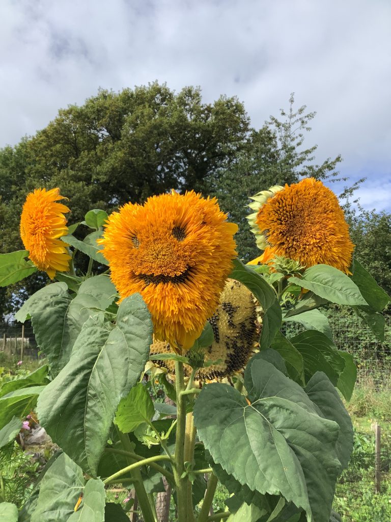 Smiling Sunflower