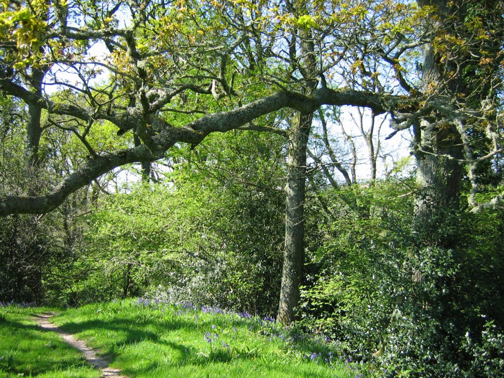 Woodland walk