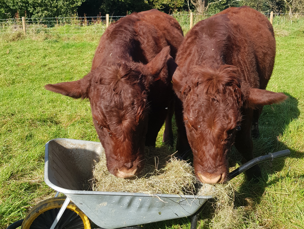 Two cows eating out of a wheelbarrow