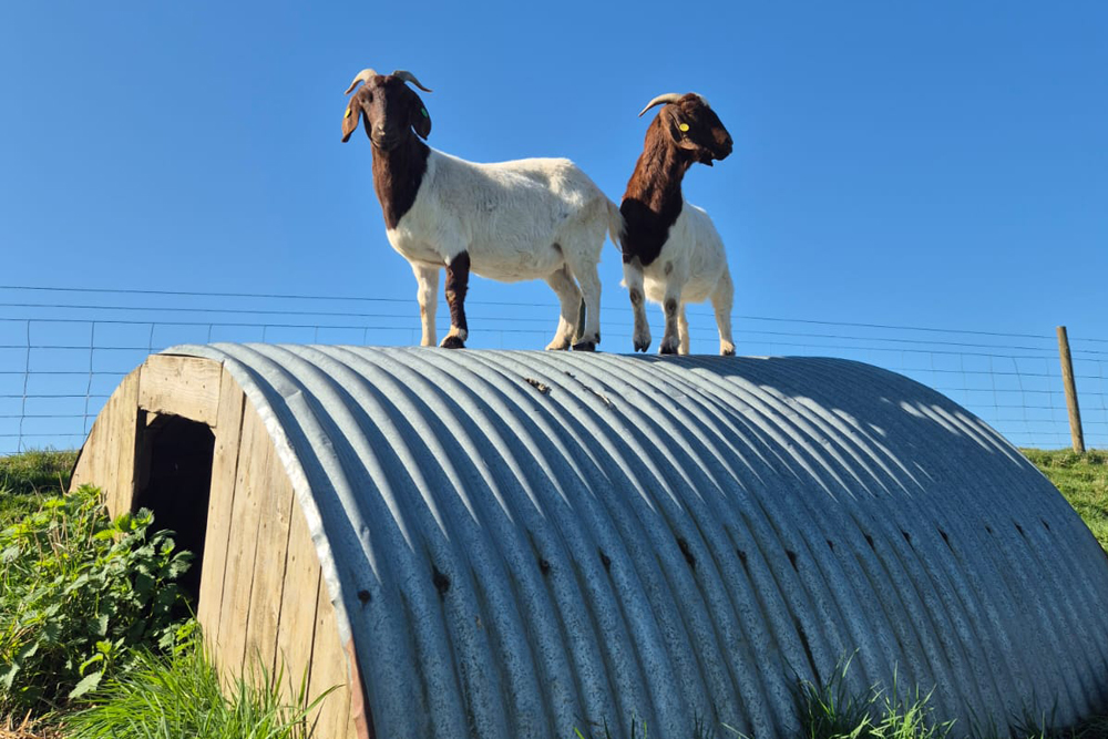 Goats on the roof of a pig shelter