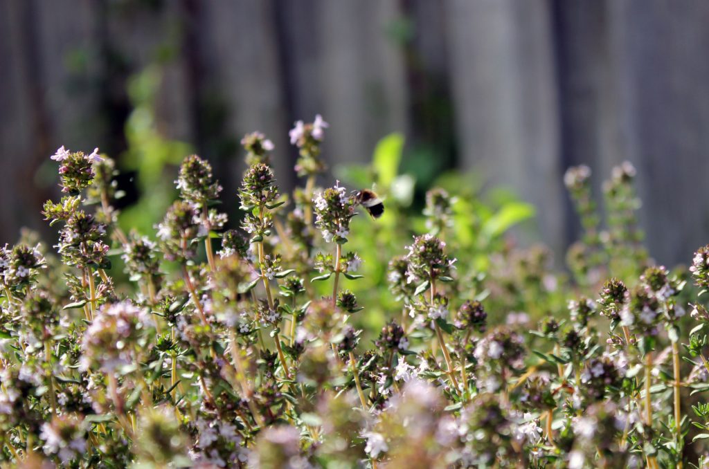 A thyme bush and a bumblebee