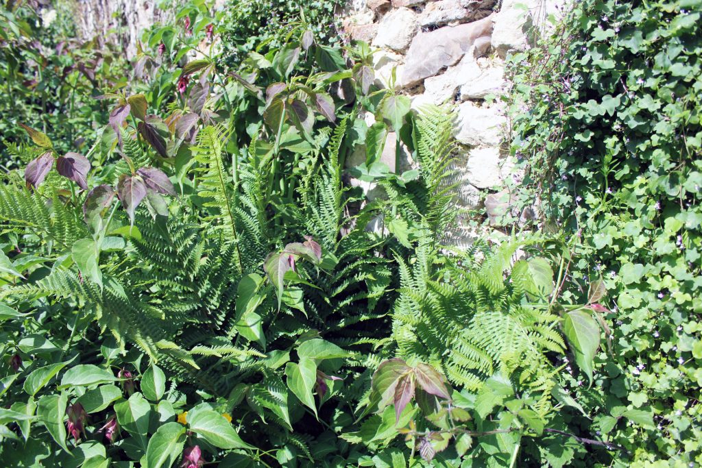 Ferns growing by the old stone barn