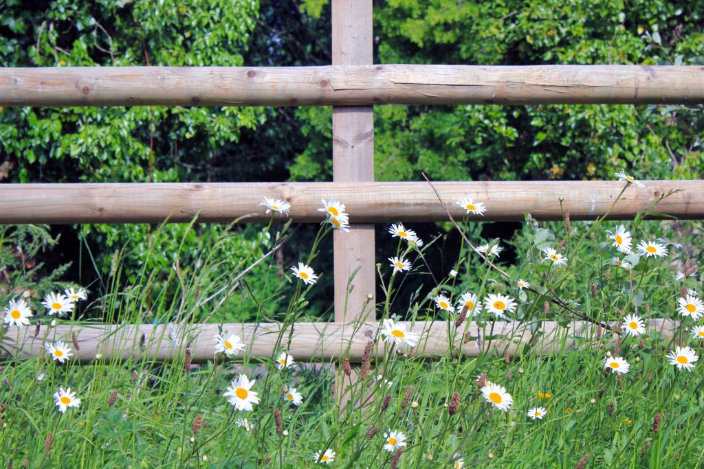 Wildflowers growing on the farm