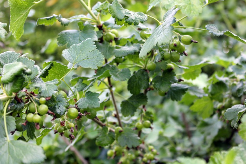 Jostaberries growing on the farm