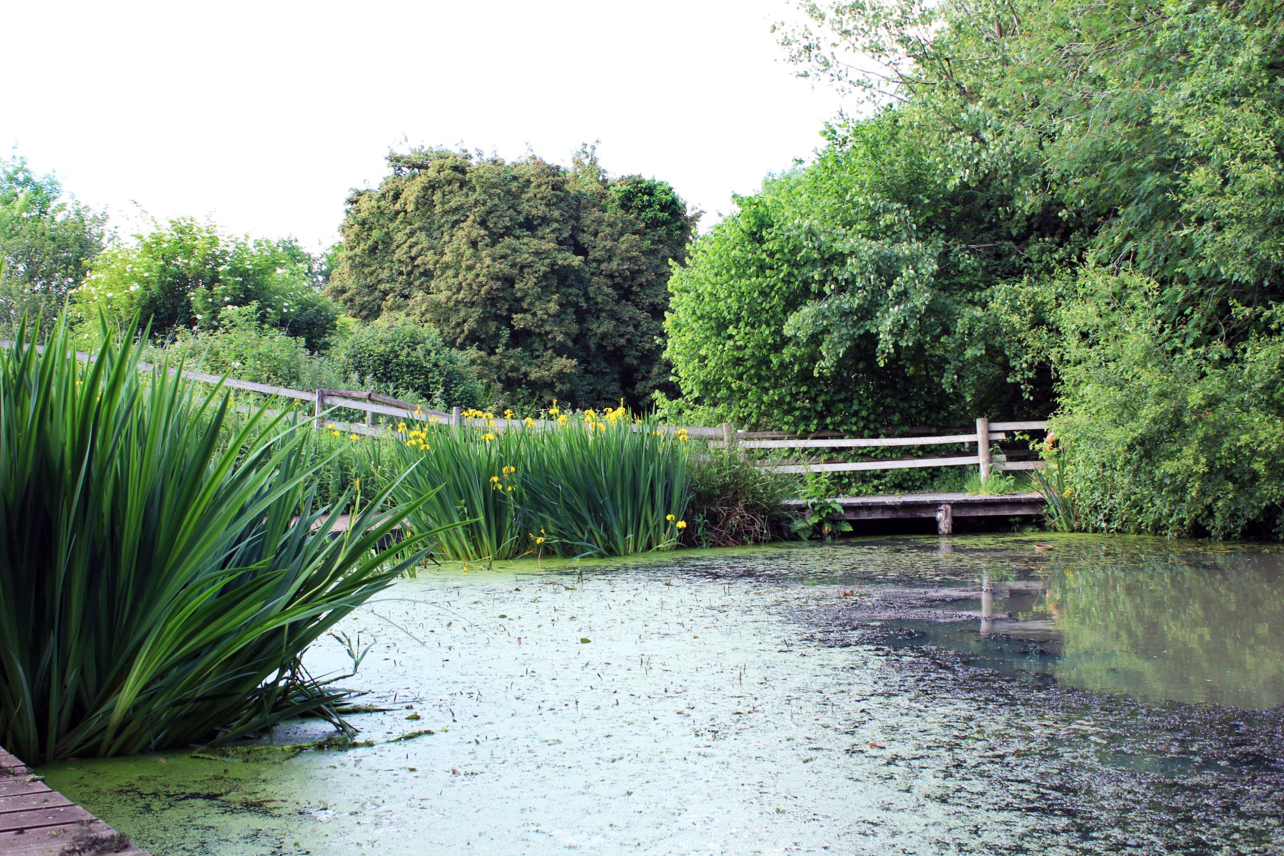 The pond
