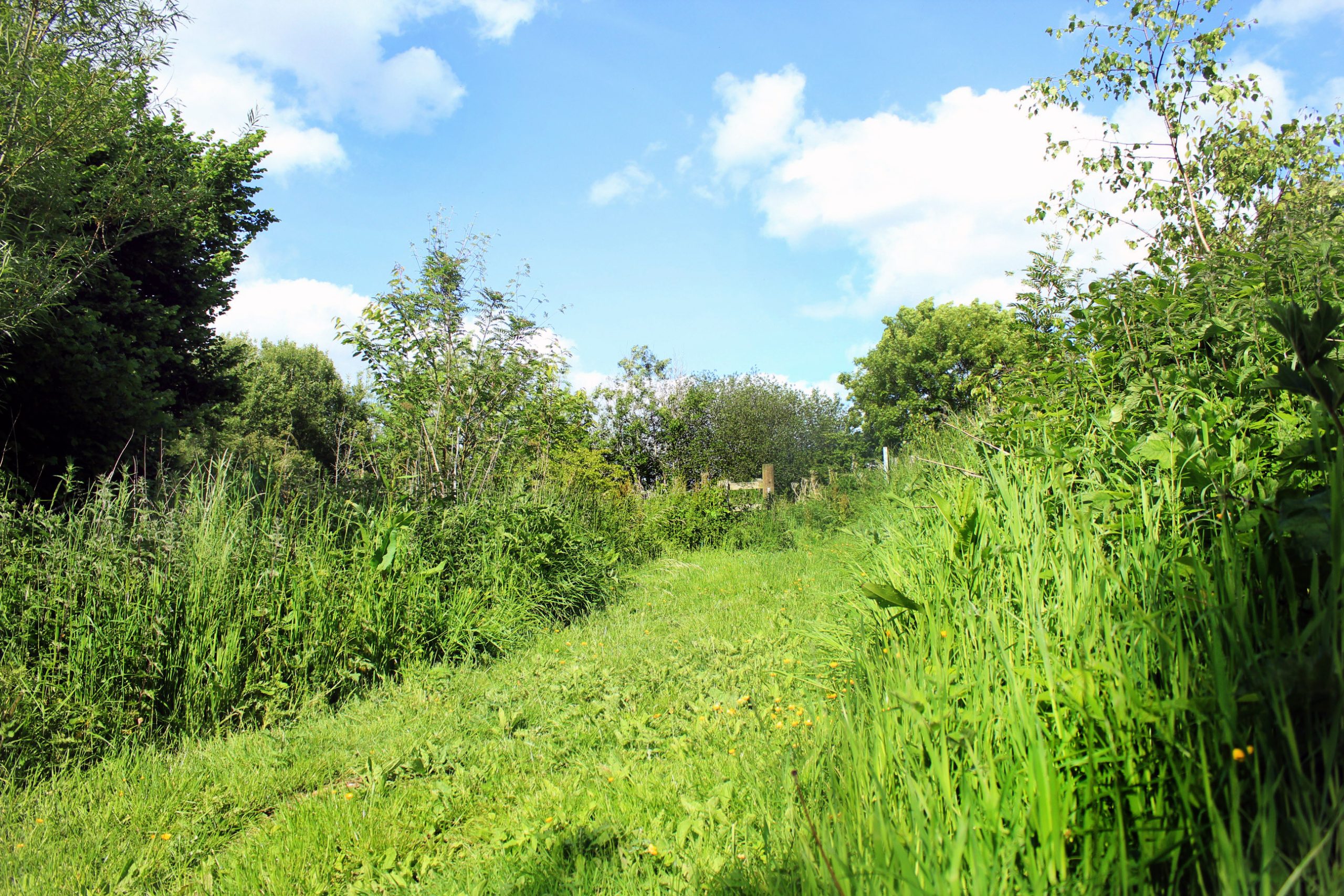 A lush green pathway in early summer