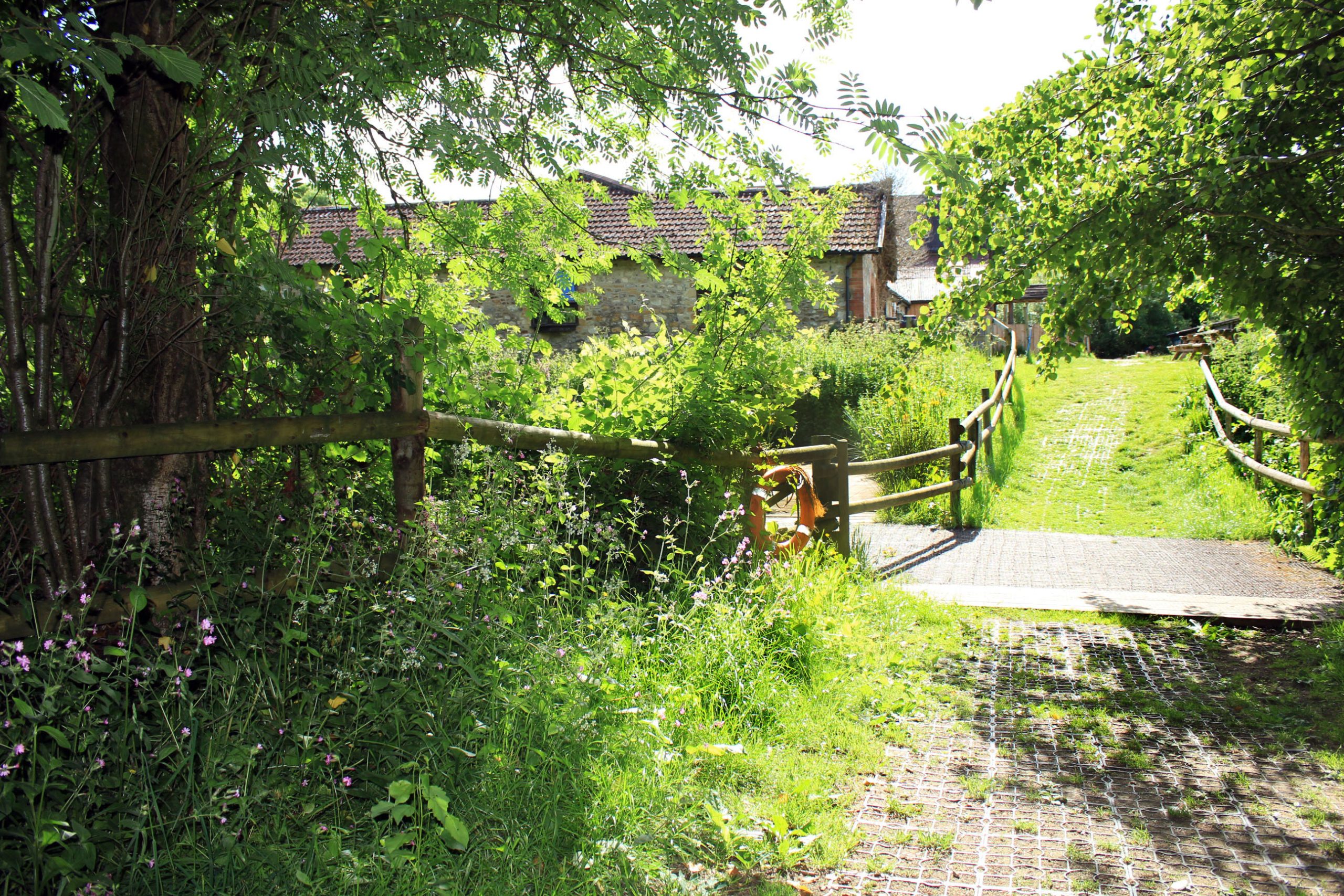 Trees and wildflowers near the Old Dairy