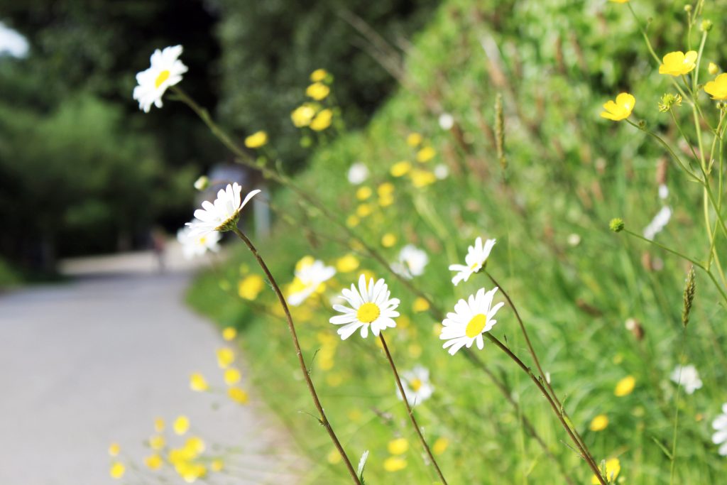 Oxeye daisies in early summer