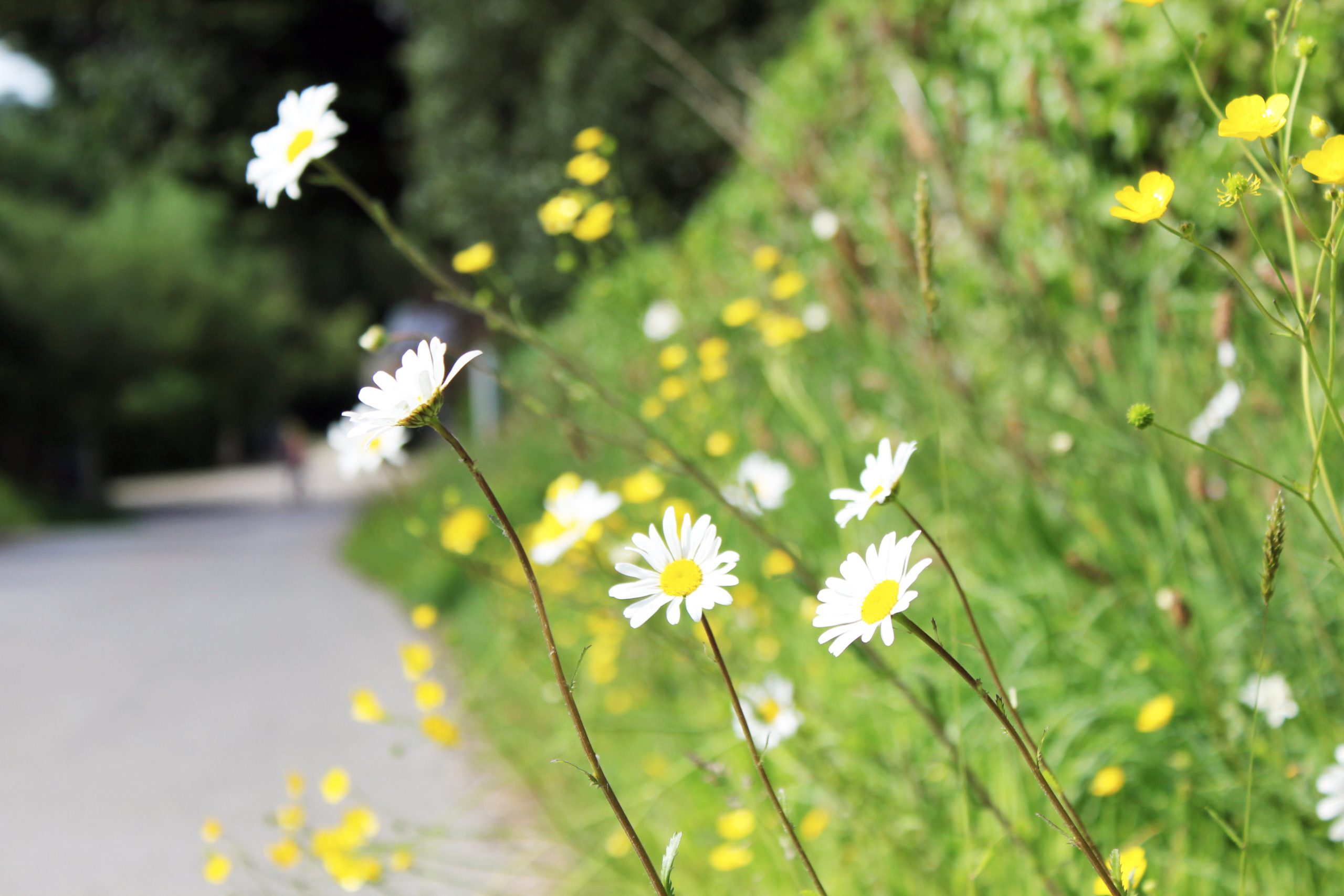 Oxeye daisies in early summer