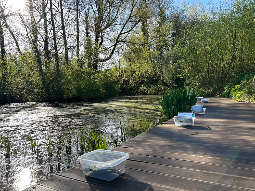 The pond dipping platform
