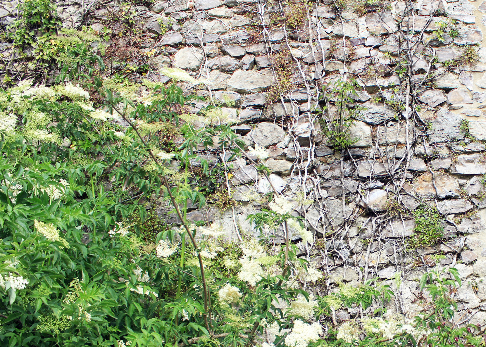 Elderflowers by the old stone barn