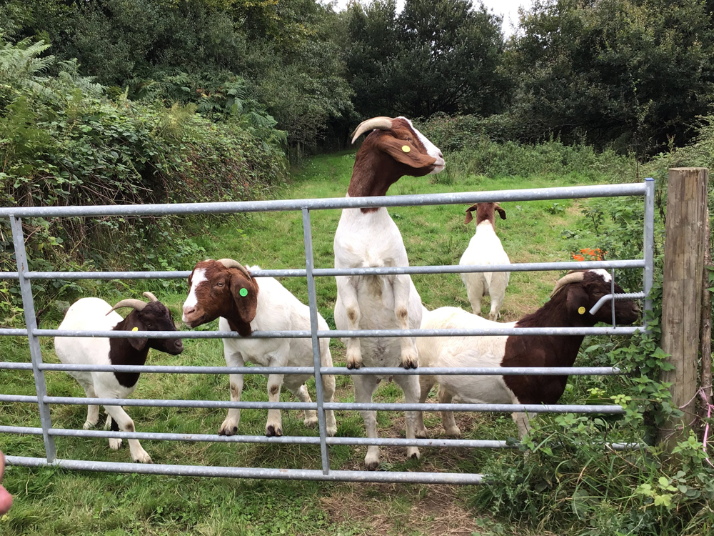 Goats excited to be fed