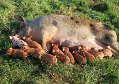 A sow and her 12 tiny piglets