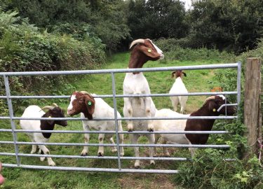 Goats excited to be fed